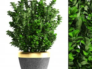 planta en maceta buxus sempervirens Modelo 3D