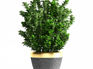 plant in pot buxus sempervirens 3D मॉडल