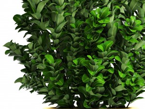 plant in pot buxus sempervirens 3D मॉडल