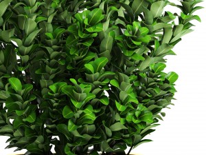plant in pot buxus sempervirens 3D मॉडल