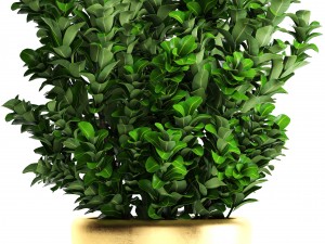 plant in pot buxus sempervirens 3D मॉडल