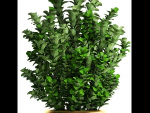 plant in pot buxus sempervirens 3D मॉडल