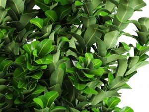 plant in pot buxus sempervirens 3D मॉडल
