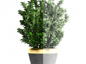 plant in pot buxus sempervirens 3D मॉडल