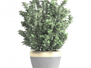plant in pot buxus sempervirens 3D मॉडल