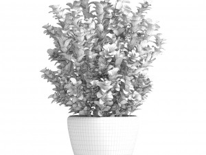 plant in pot buxus sempervirens 3D मॉडल