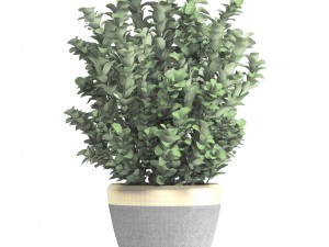 plant in pot buxus sempervirens 3D मॉडल