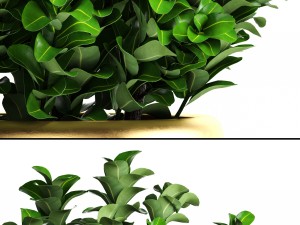 plant in pot buxus sempervirens 3D मॉडल