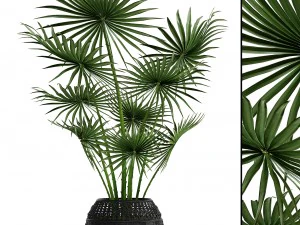 palm tree 3D Model