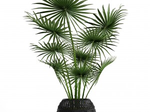 palm tree 3D Модель