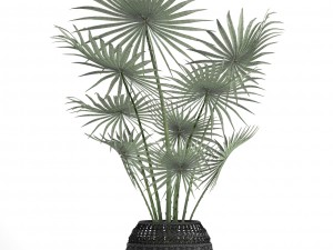 palm tree 3D Модель