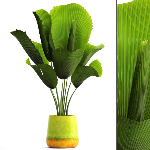 licuala palm 3D Model .c4d .max .obj .3ds .fbx .stl .blend