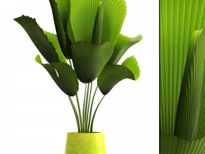 palma licuala Model 3D