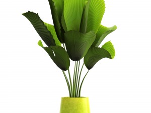 licuala palm 3D Model