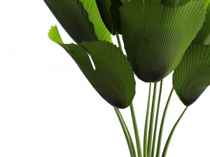 licuala palm 3D Model