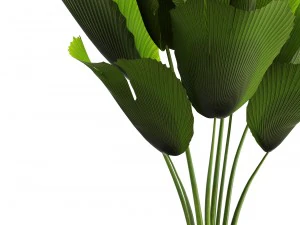 licuala palm 3D Model
