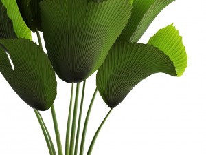 licuala palm 3D Model