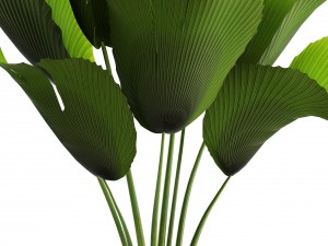 licuala palm 3D Model
