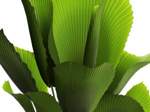 licuala palm 3D Model