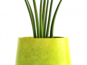 licuala palm 3D Model