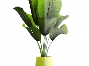licuala palm 3D Model