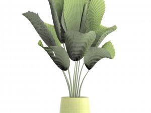 licuala palm 3D Model