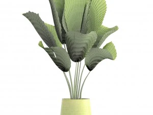 licuala palm 3D Model