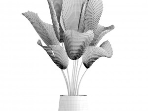 licuala palm 3D Model