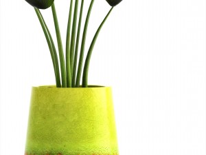 licuala palm 3D Model