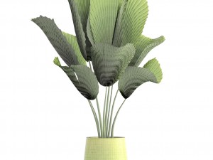 licuala palm 3D Model