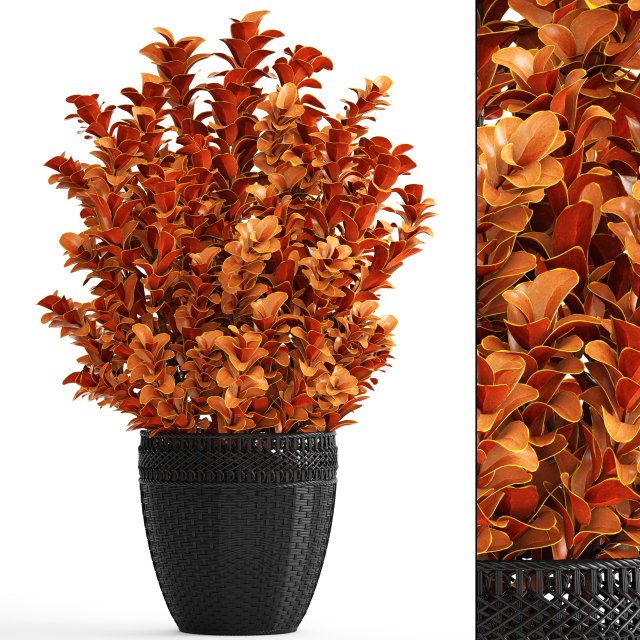 plant in pot berberis 3D Model .c4d .max .obj .3ds .fbx .stl .blend 
