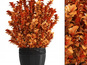 pianta in vaso berberis Modello 3D