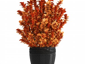 plant in pot berberis 3D Model