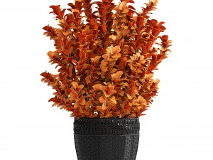 plant in pot berberis 3D Model