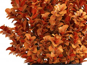 plant in pot berberis 3D Model
