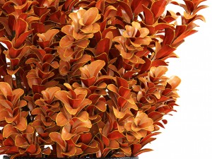 plant in pot berberis 3D Model
