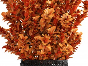 plant in pot berberis 3D Model