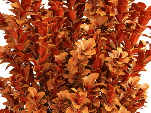 plant in pot berberis 3D Model