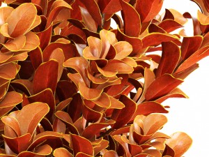 plant in pot berberis 3D Model