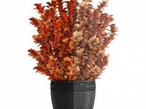 plant in pot berberis 3D Model