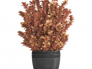 plant in pot berberis 3D Model