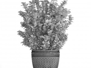 plant in pot berberis 3D Model