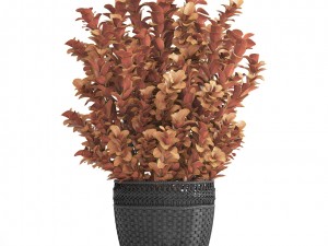 plant in pot berberis 3D Model