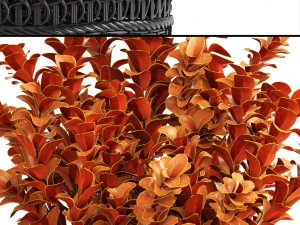 plant in pot berberis 3D Model