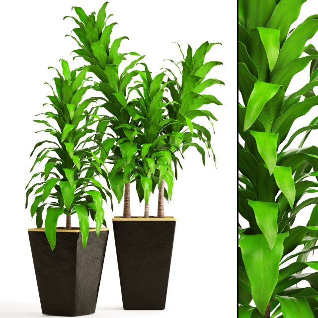 dracaena 3D Model .c4d .max .obj .3ds .fbx .stl .blend 