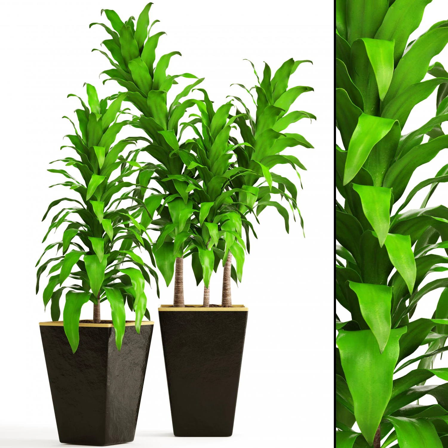 dracaena 3D Model .c4d .max .obj .3ds .fbx .stl .blend