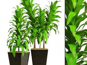 dracaena Modelo 3D