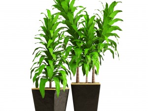 dracaena 3D Model