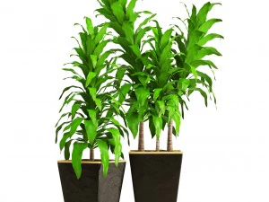 dracaena 3D Model