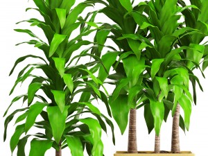 dracaena 3D Model